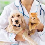 Seguros de mascotas: Cuídalos siempre